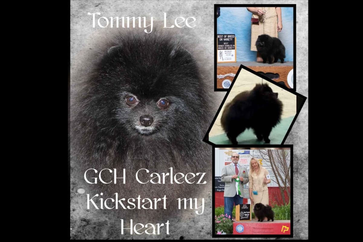 Pomeranian Puppies breeder image 7