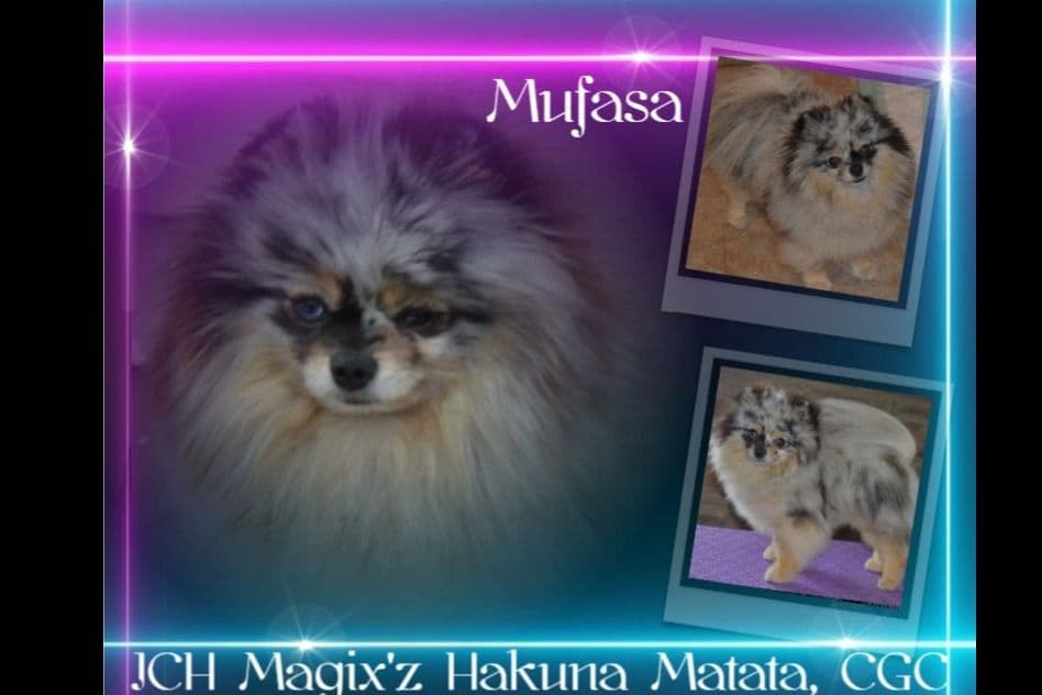 Pomeranian Puppies breeder image 8
