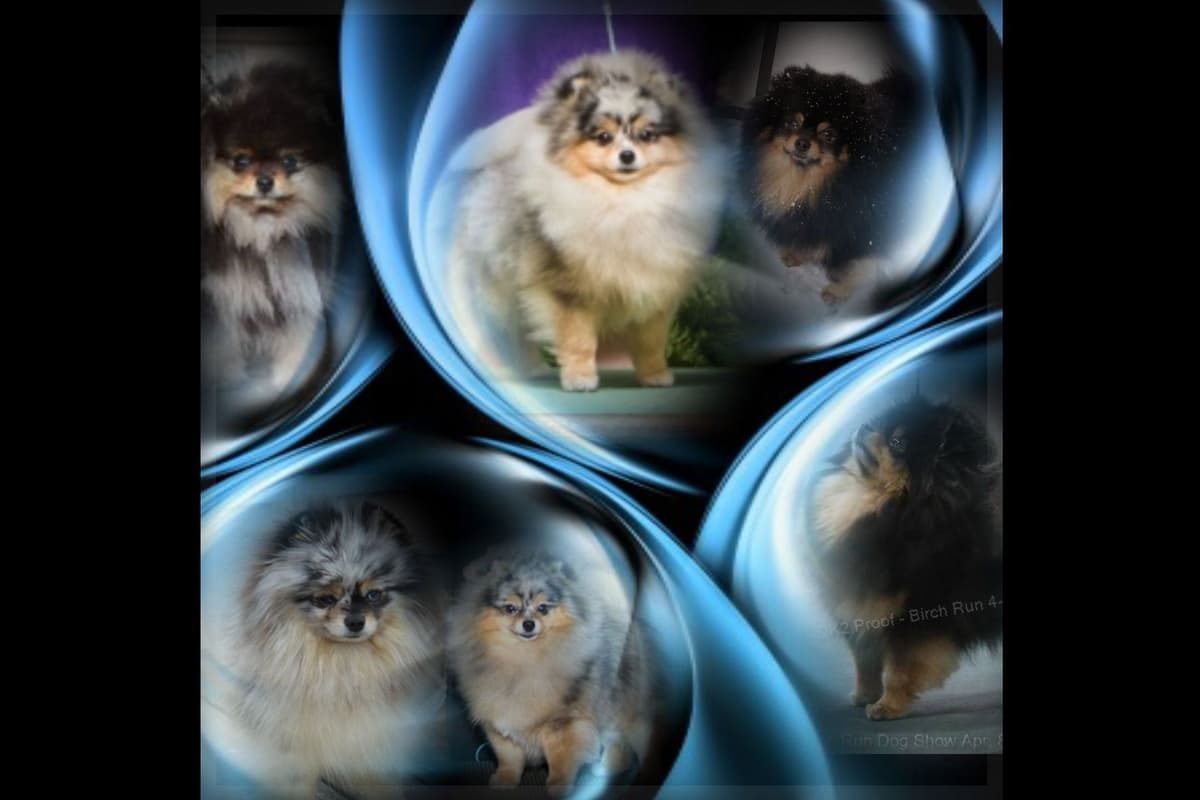 Pomeranian Puppies breeder image 2