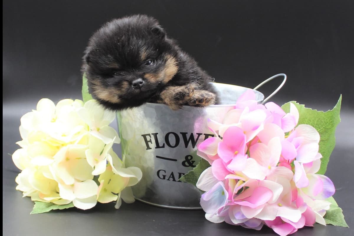 Pomeranian Puppies breeder image 1