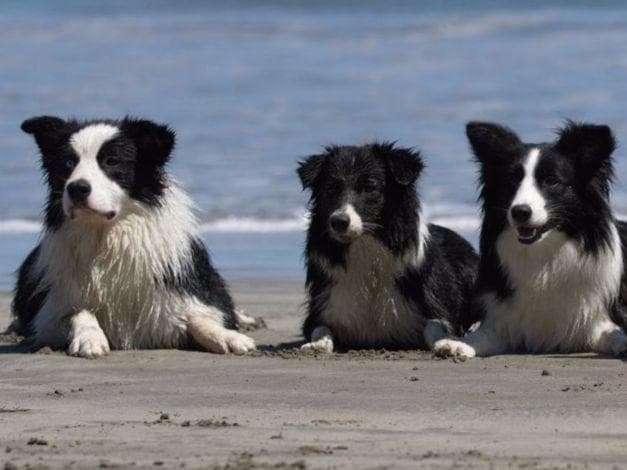 Border Collie Puppies breeder image 9