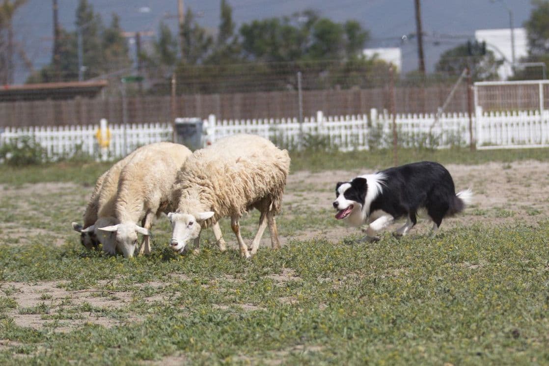 Border Collie Puppies breeder image 7