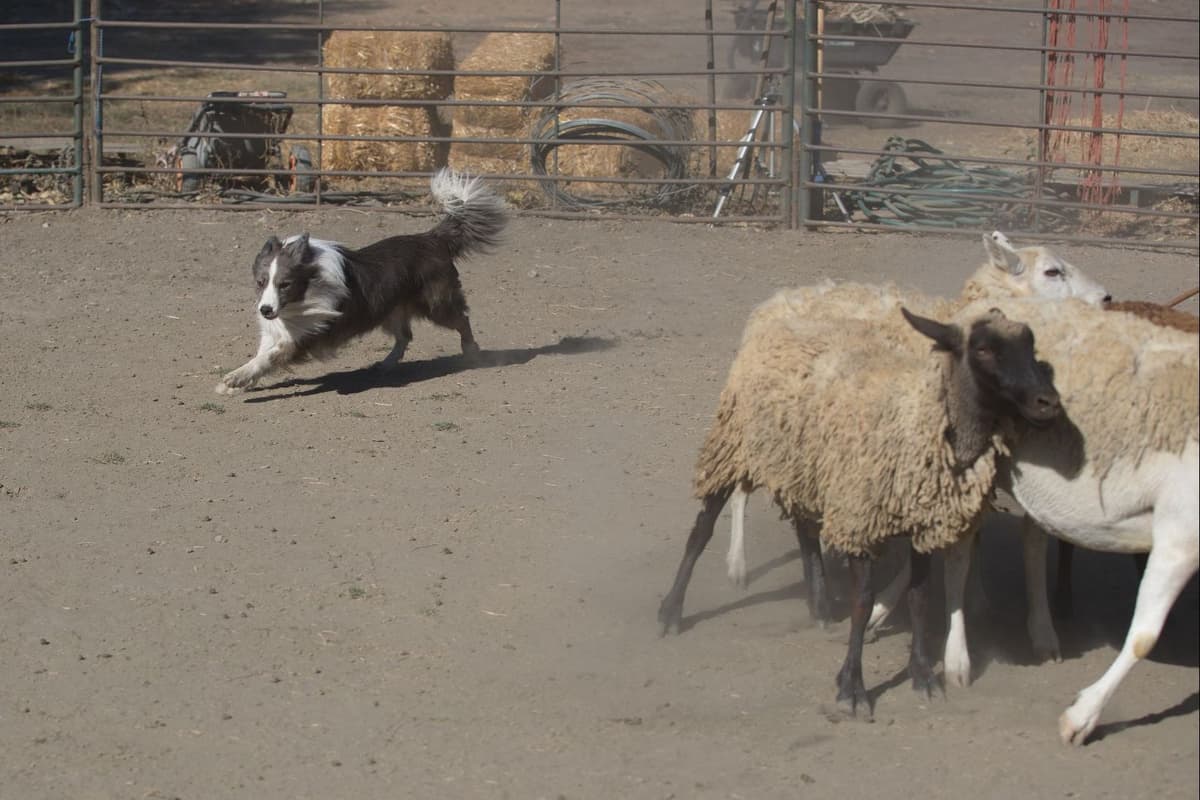 Border Collie Puppies breeder image 5