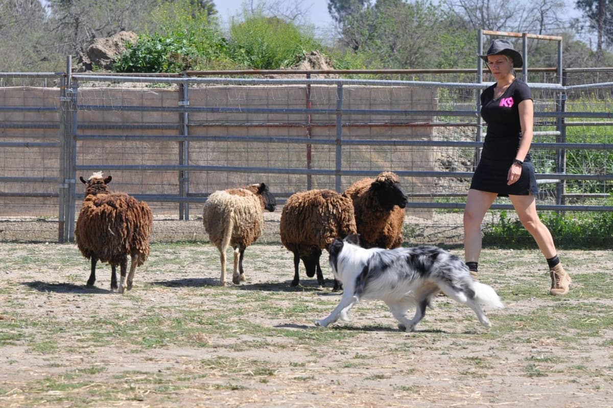 Border Collie Puppies breeder image 3