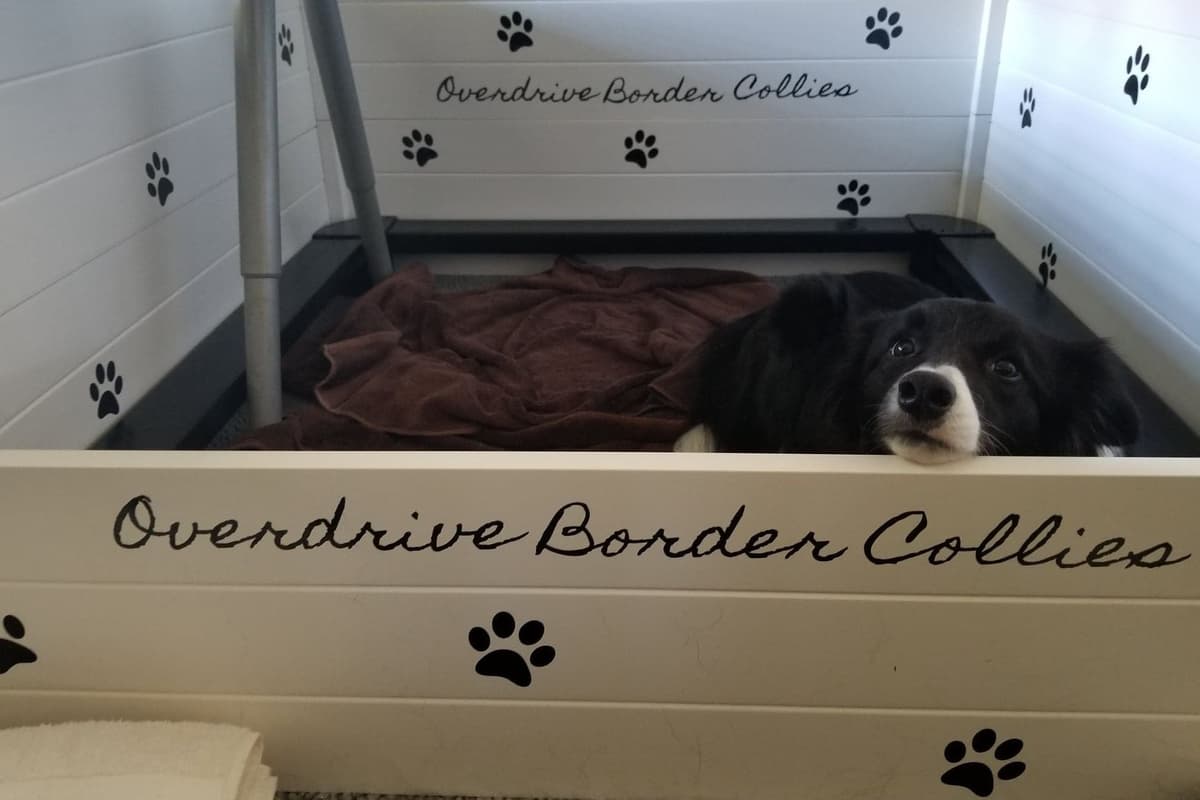 Border Collie Puppies breeder image 4
