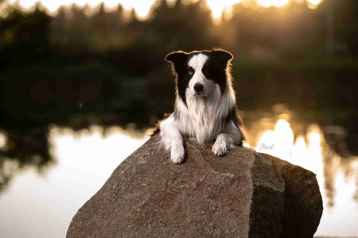Border Collie Puppies breeder image 13