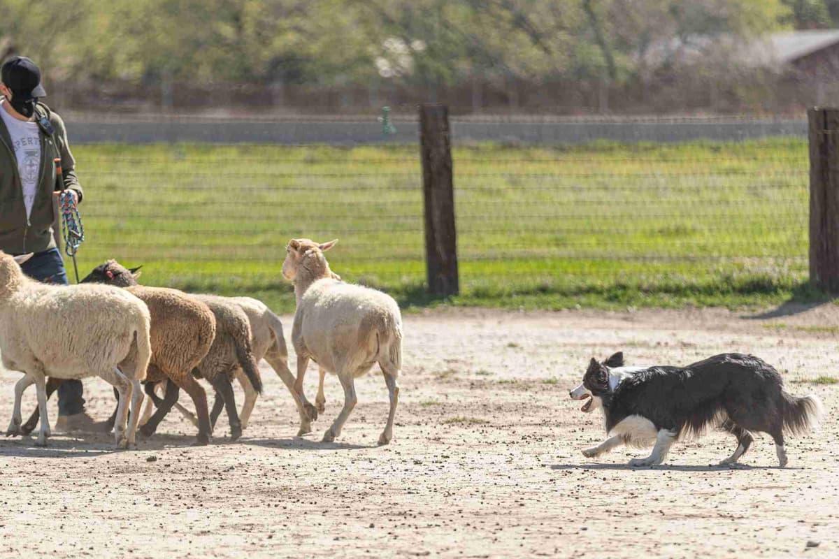 Border Collie Puppies breeder image 14