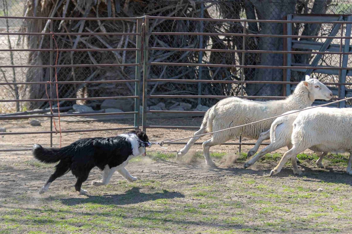 Border Collie Puppies breeder image 16