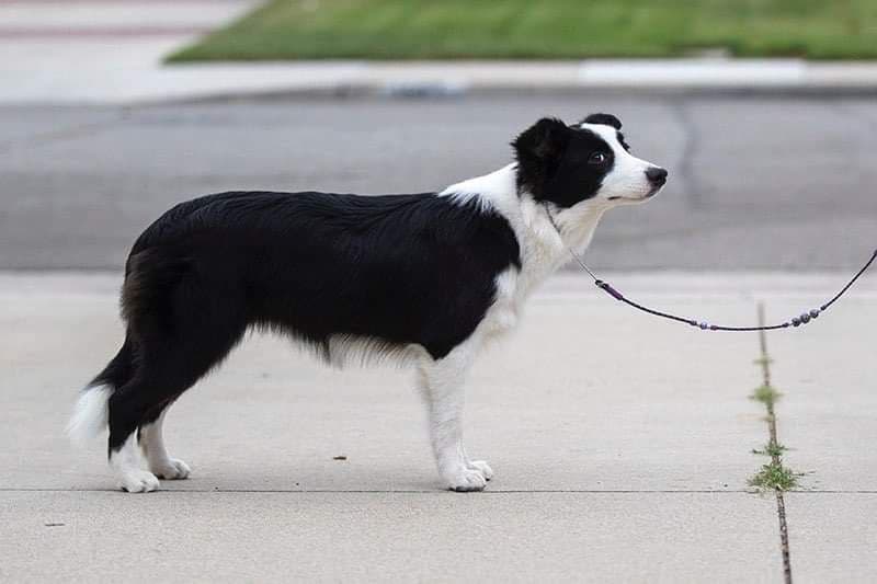 Border Collie Puppies breeder image 17