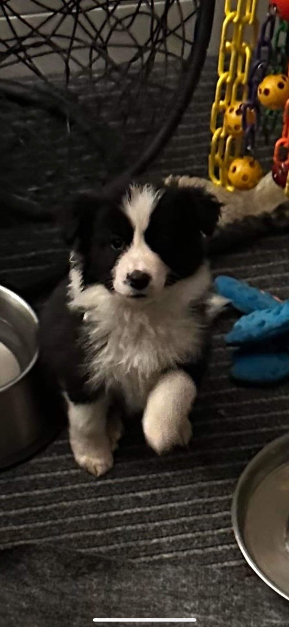 Border Collie Puppies breeder image 19