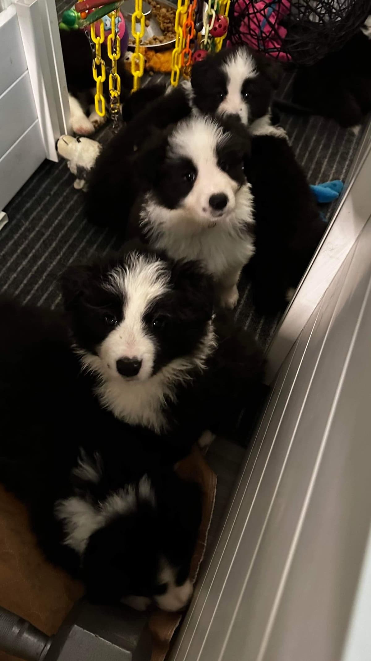 Border Collie Puppies breeder image 23