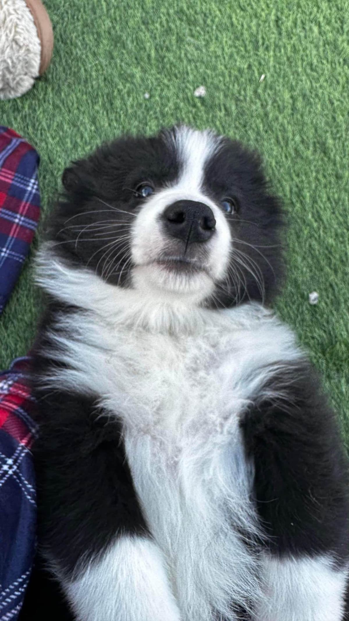 Border Collie Puppies breeder image 21