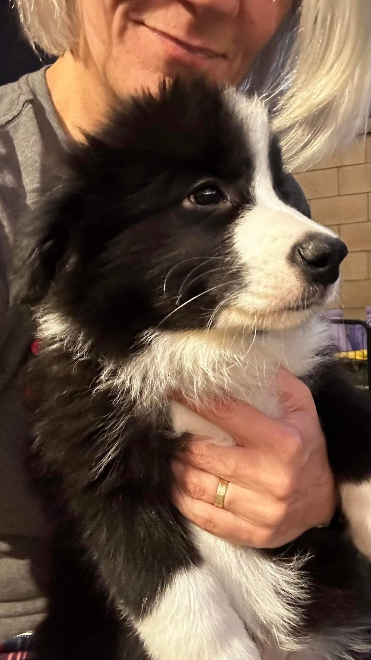 Border Collie Puppies breeder image 20