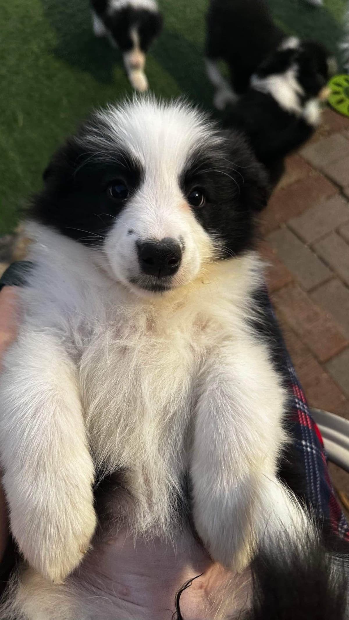 Border Collie Puppies breeder image 26