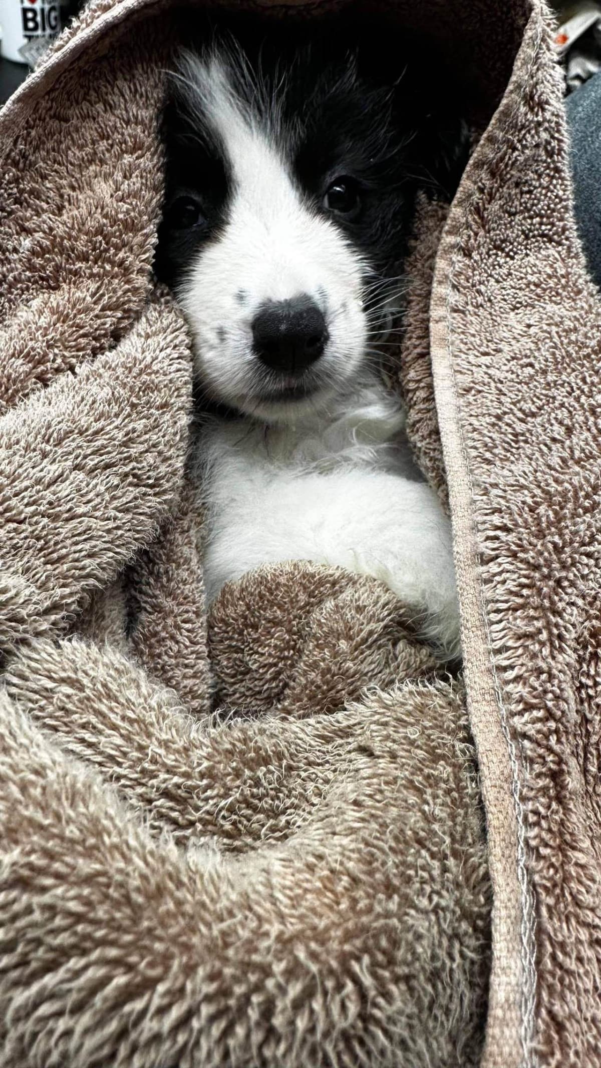 Border Collie Puppies breeder image 25