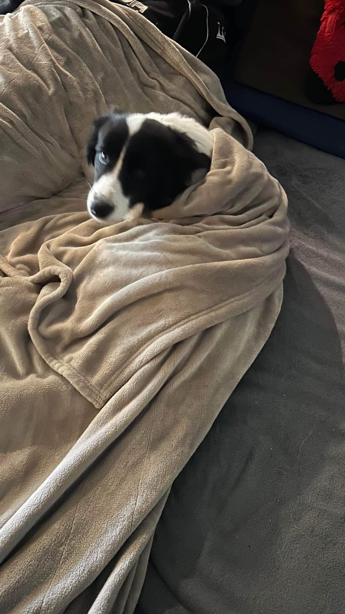 Border Collie Puppies breeder image 24