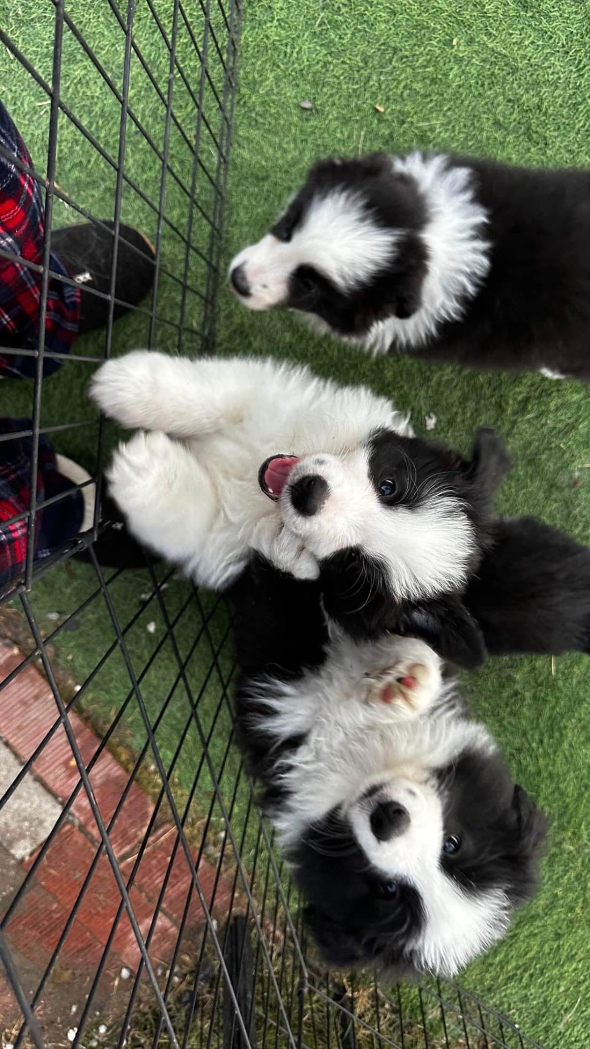 Border Collie Puppies breeder image 28