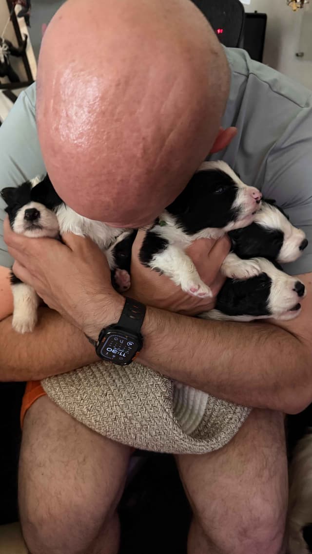 Border Collie Puppies media 2