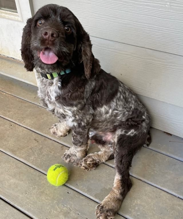Beautiful Cocker Spaniel Puppies media 9