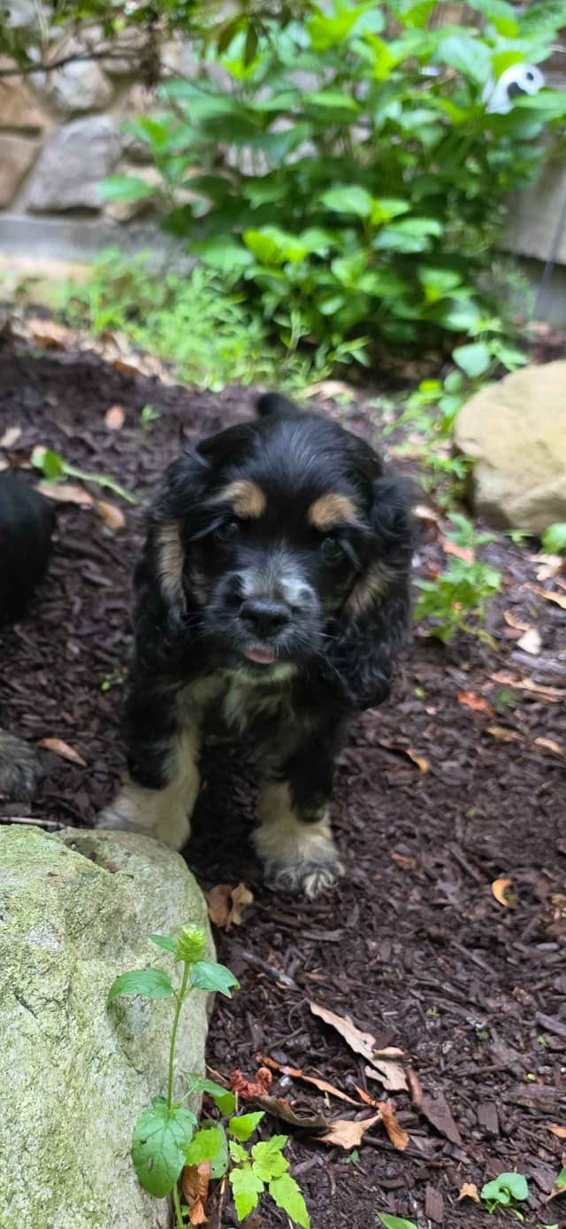Beautiful Cocker Spaniel Puppies media 7