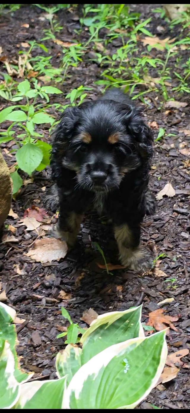 Beautiful Cocker Spaniel Puppies media 3