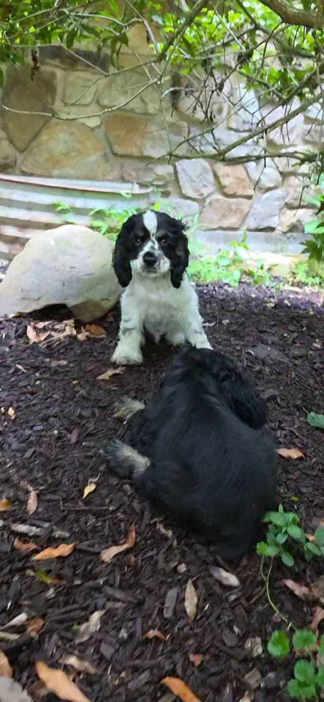 Beautiful Cocker Spaniel Puppies media 5
