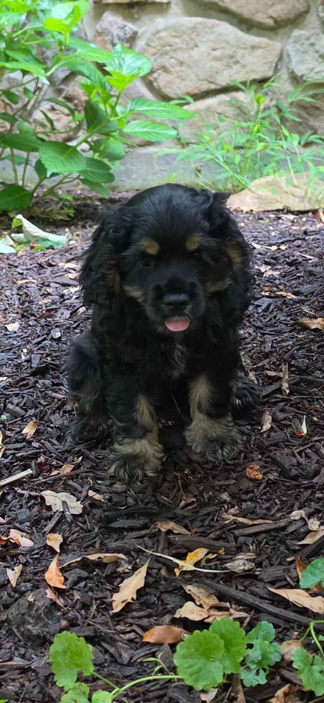 Beautiful Cocker Spaniel Puppies media 4