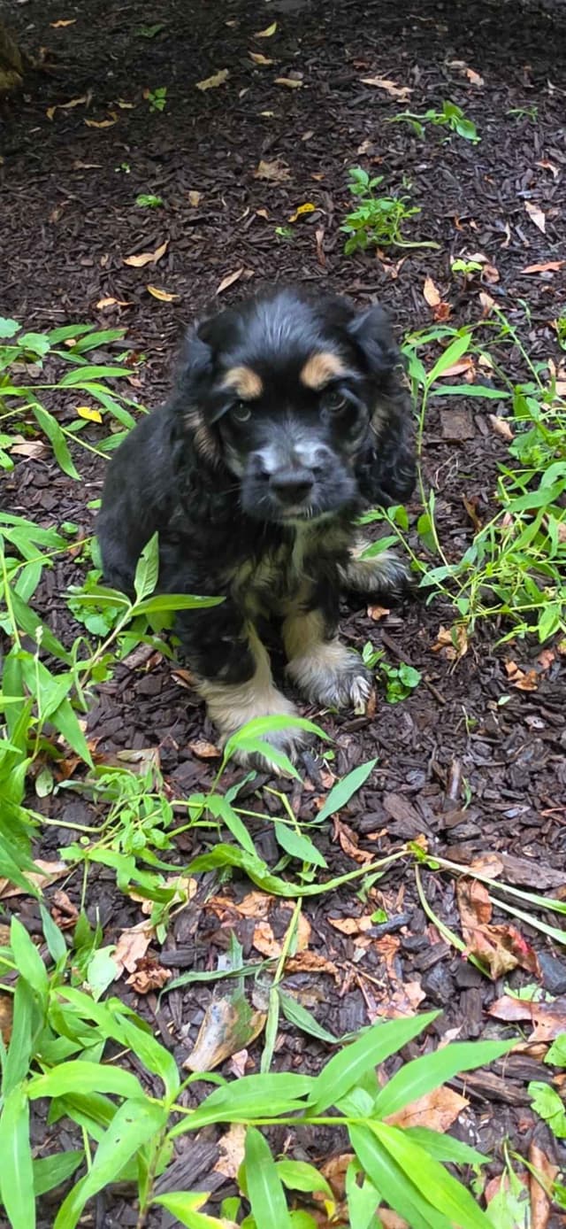 Beautiful Cocker Spaniel Puppies media 8