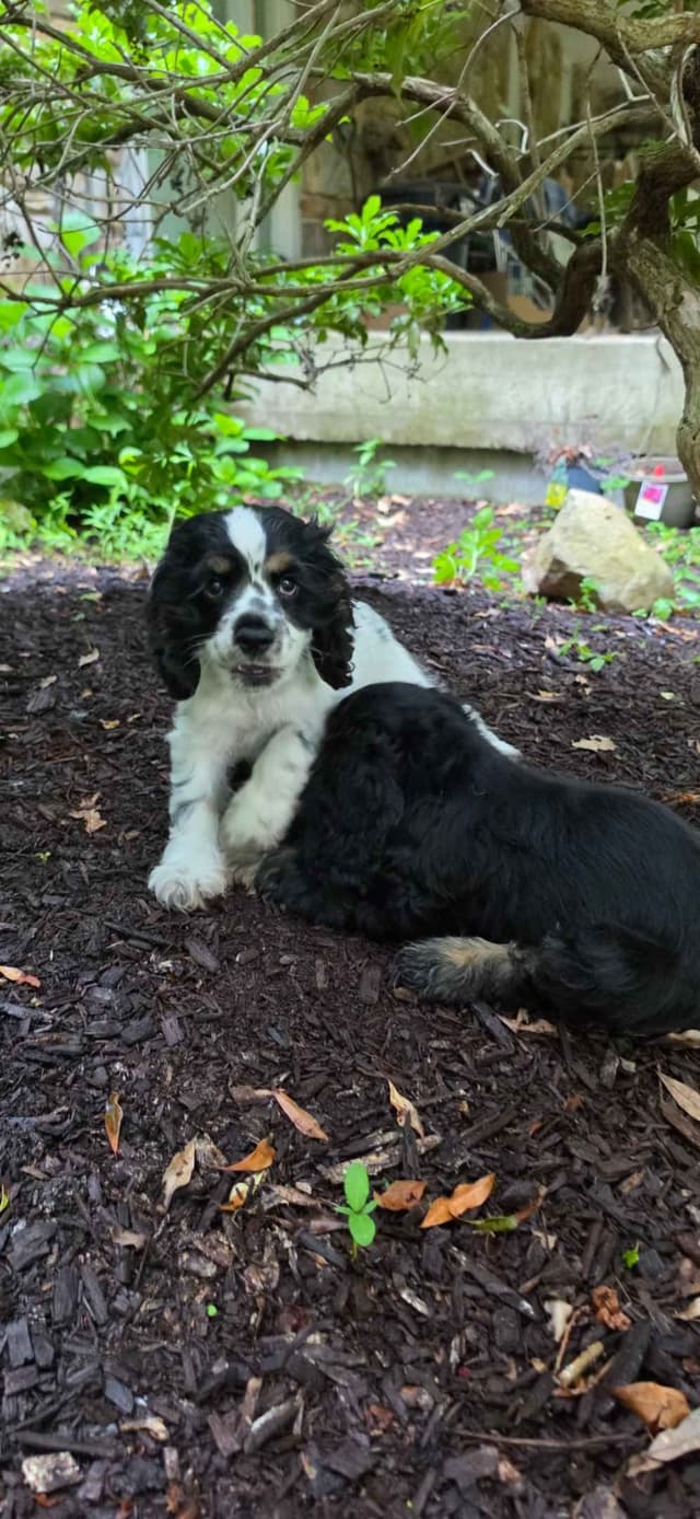 Beautiful Cocker Spaniel Puppies media 6