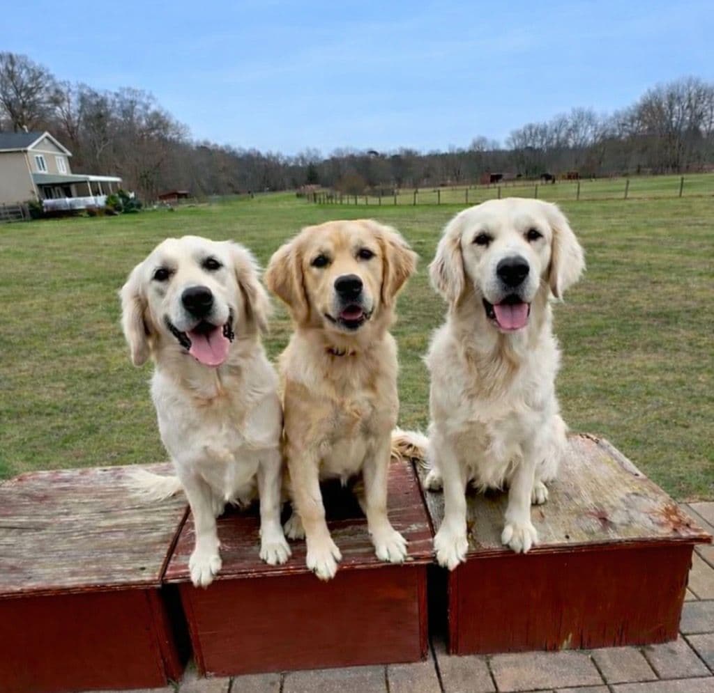 Golden Retriever Puppies breeder image 1