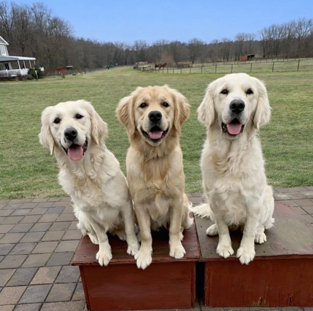 Golden Retriever Puppies breeder image 3