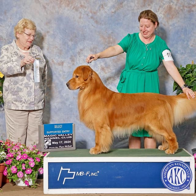 Golden Retriever Puppies media 3