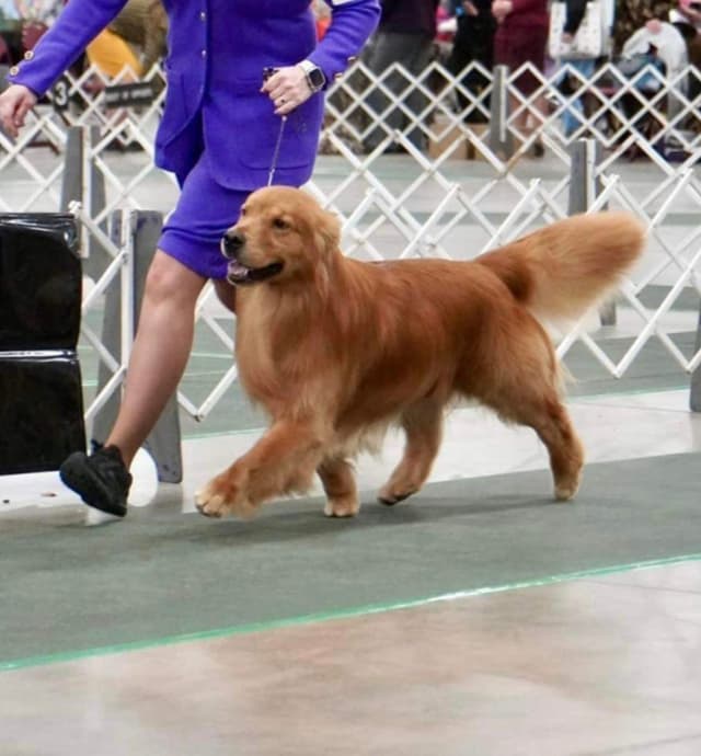 Golden Retriever Puppies media 4