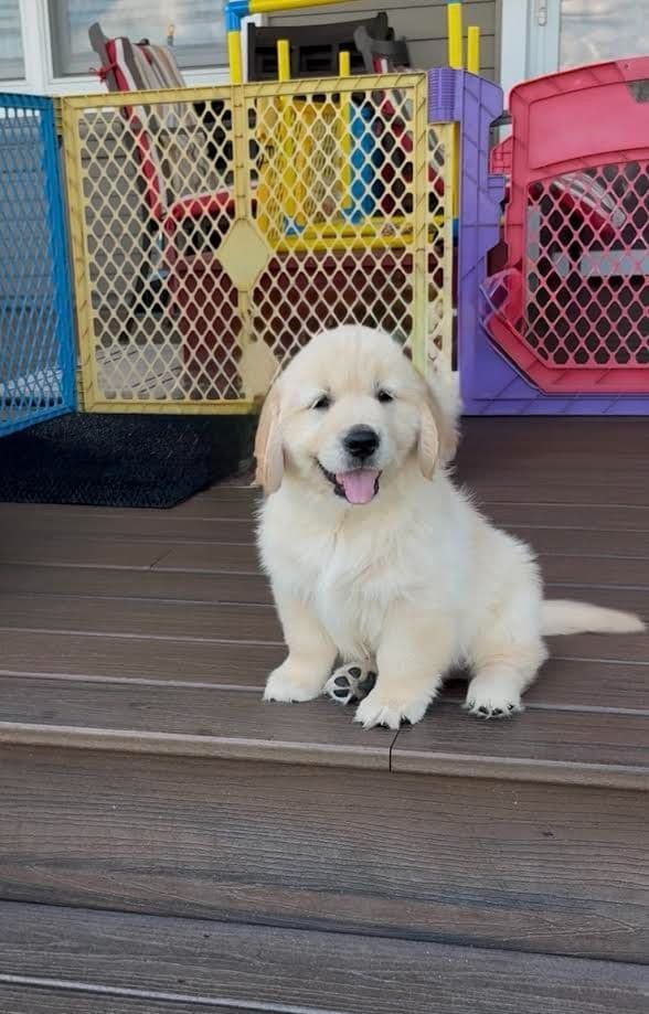 Golden Retriever Puppies media 7