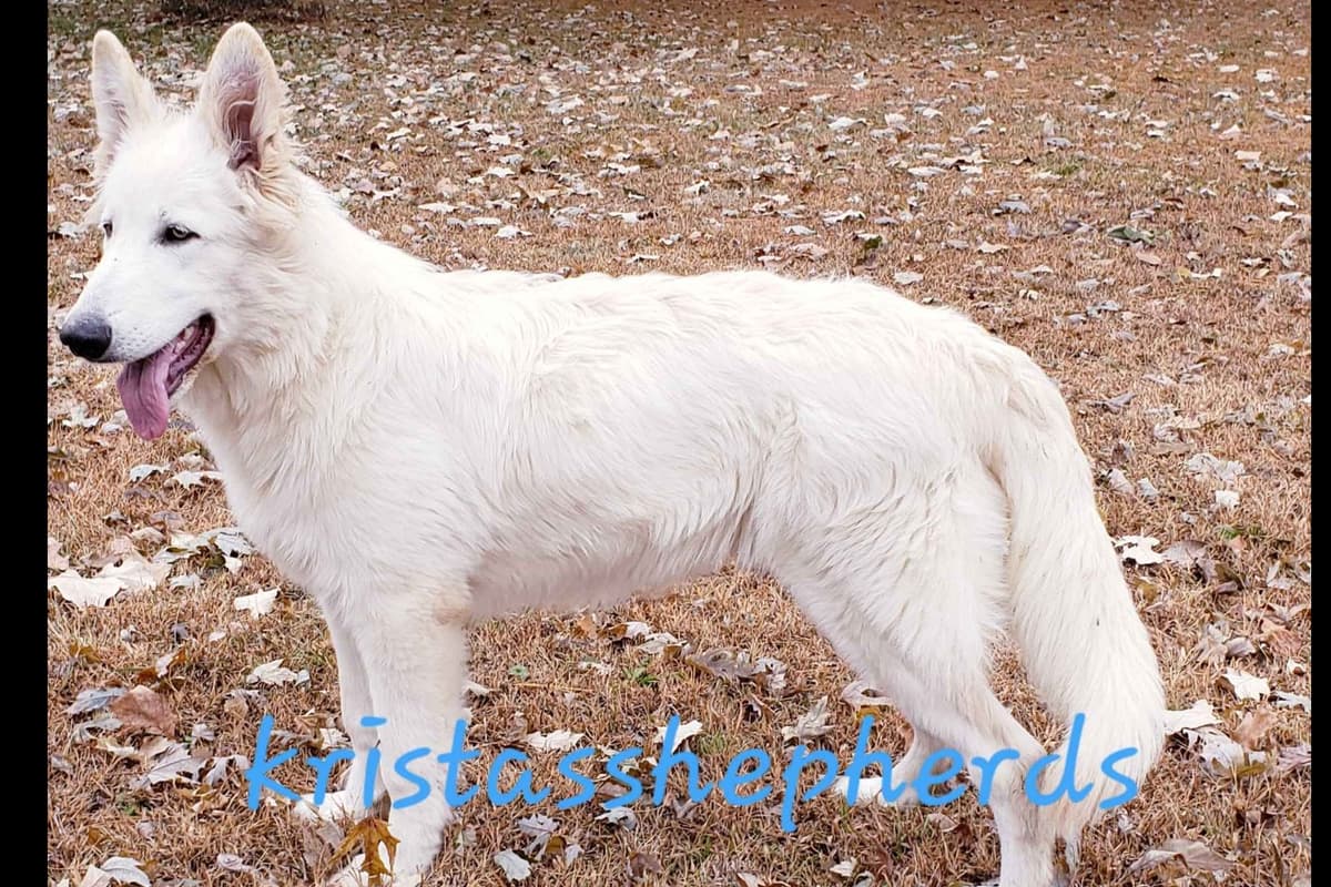German Shepherd Dog Puppies breeder image 16