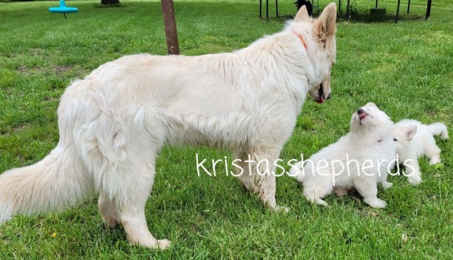 German Shepherd Dog Puppies breeder image 6