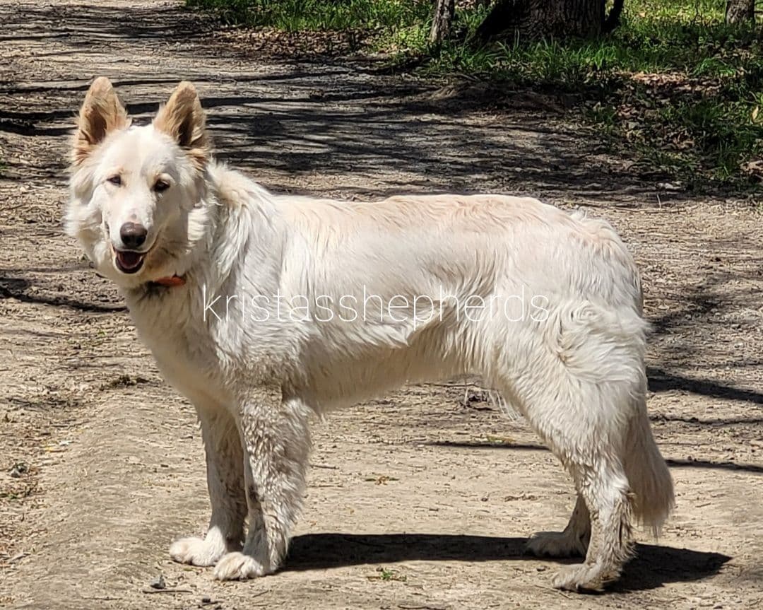 German Shepherd Dog Puppies breeder image 7