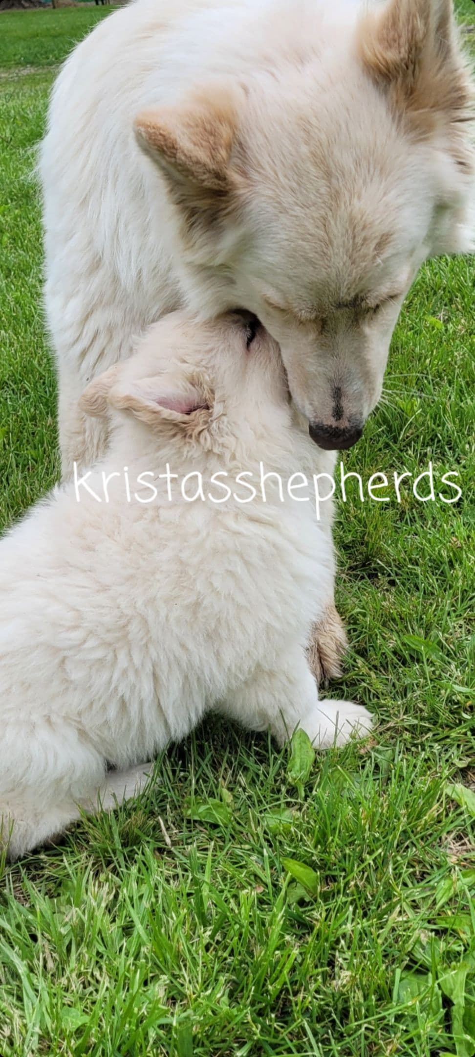 German Shepherd Dog Puppies breeder image 4