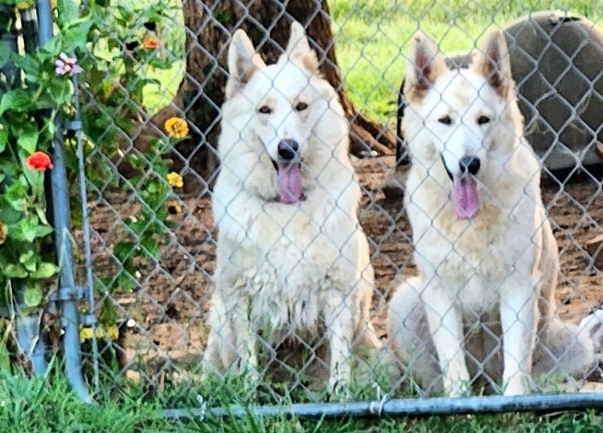 German Shepherd Dog Puppies breeder image 5