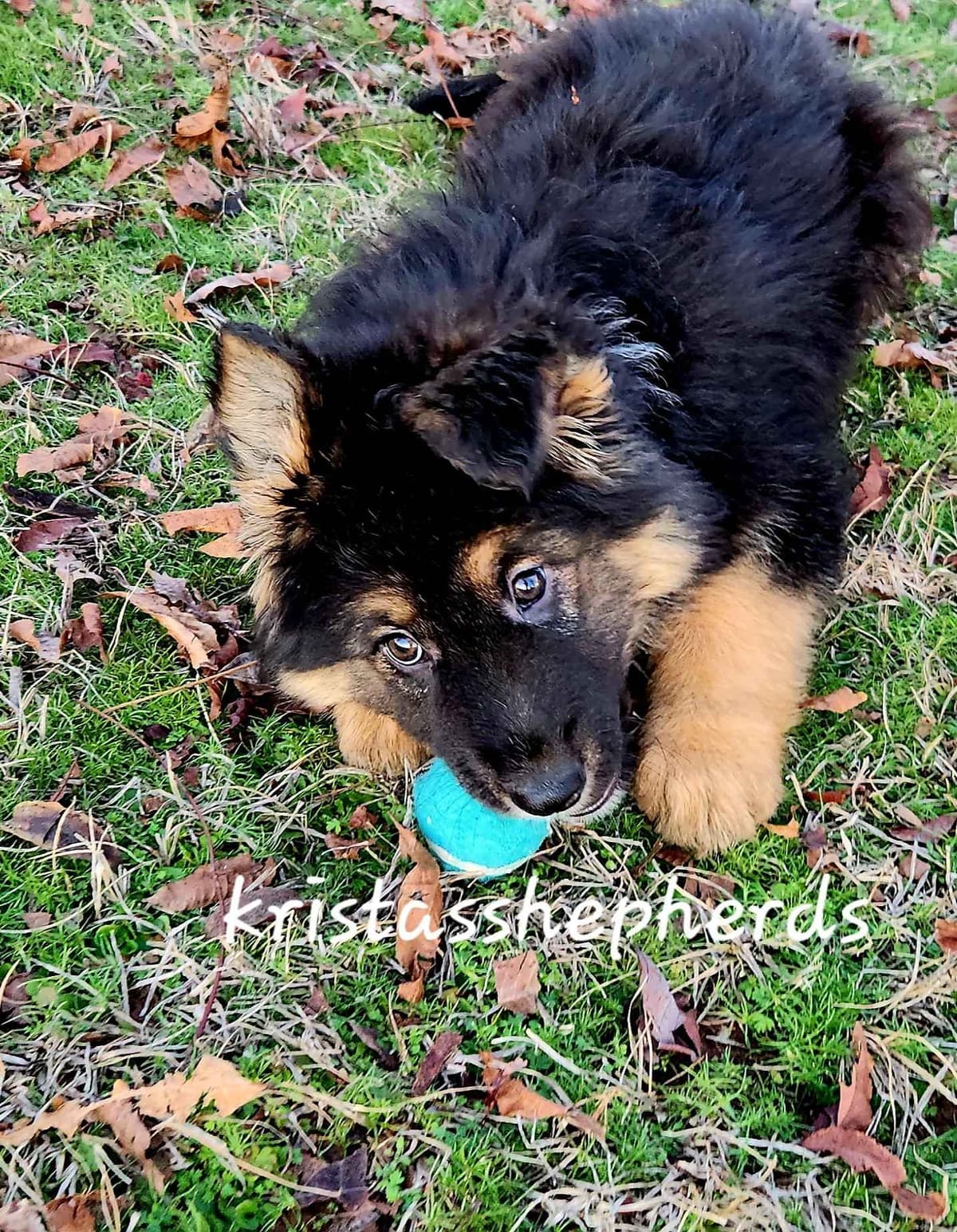 German Shepherd Dog Puppies breeder image 18