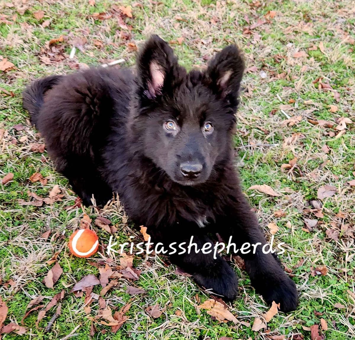 German Shepherd Dog Puppies breeder image 20