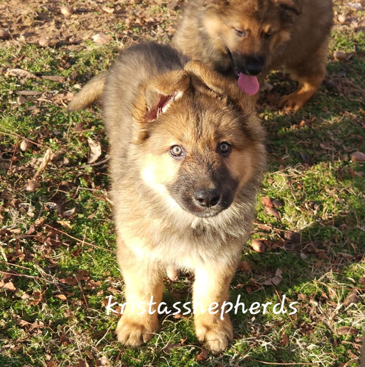 German Shepherd Dog Puppies breeder image 19