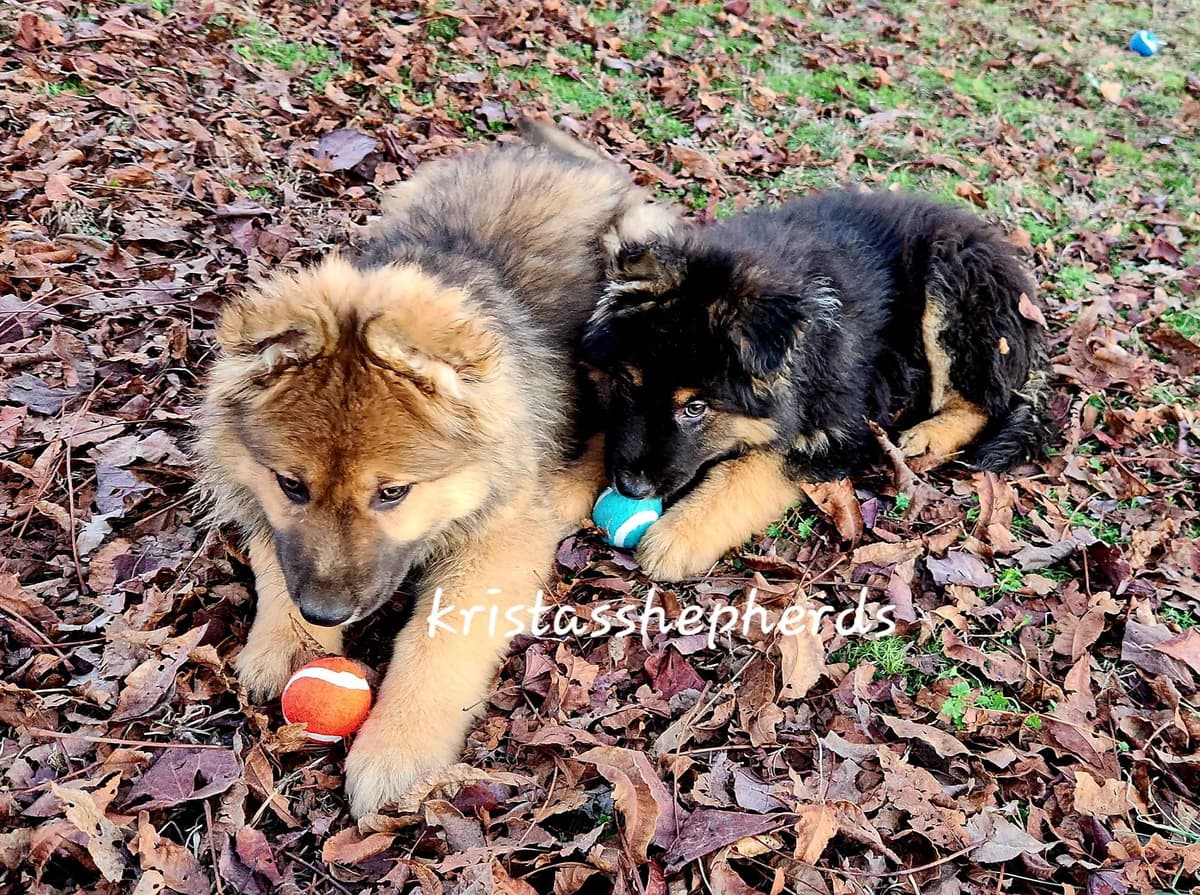 German Shepherd Dog Puppies breeder image 22