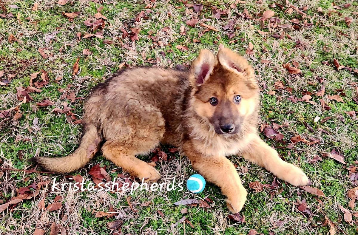 German Shepherd Dog Puppies breeder image 23