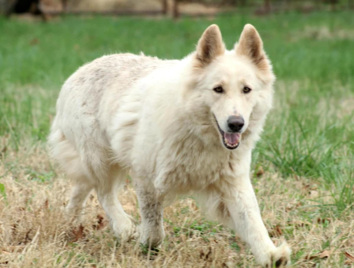 German Shepherd Dog Puppies breeder image 1