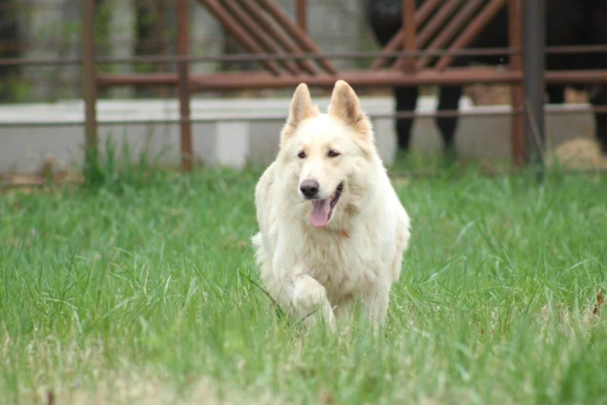 German Shepherd Dog Puppies breeder image 9