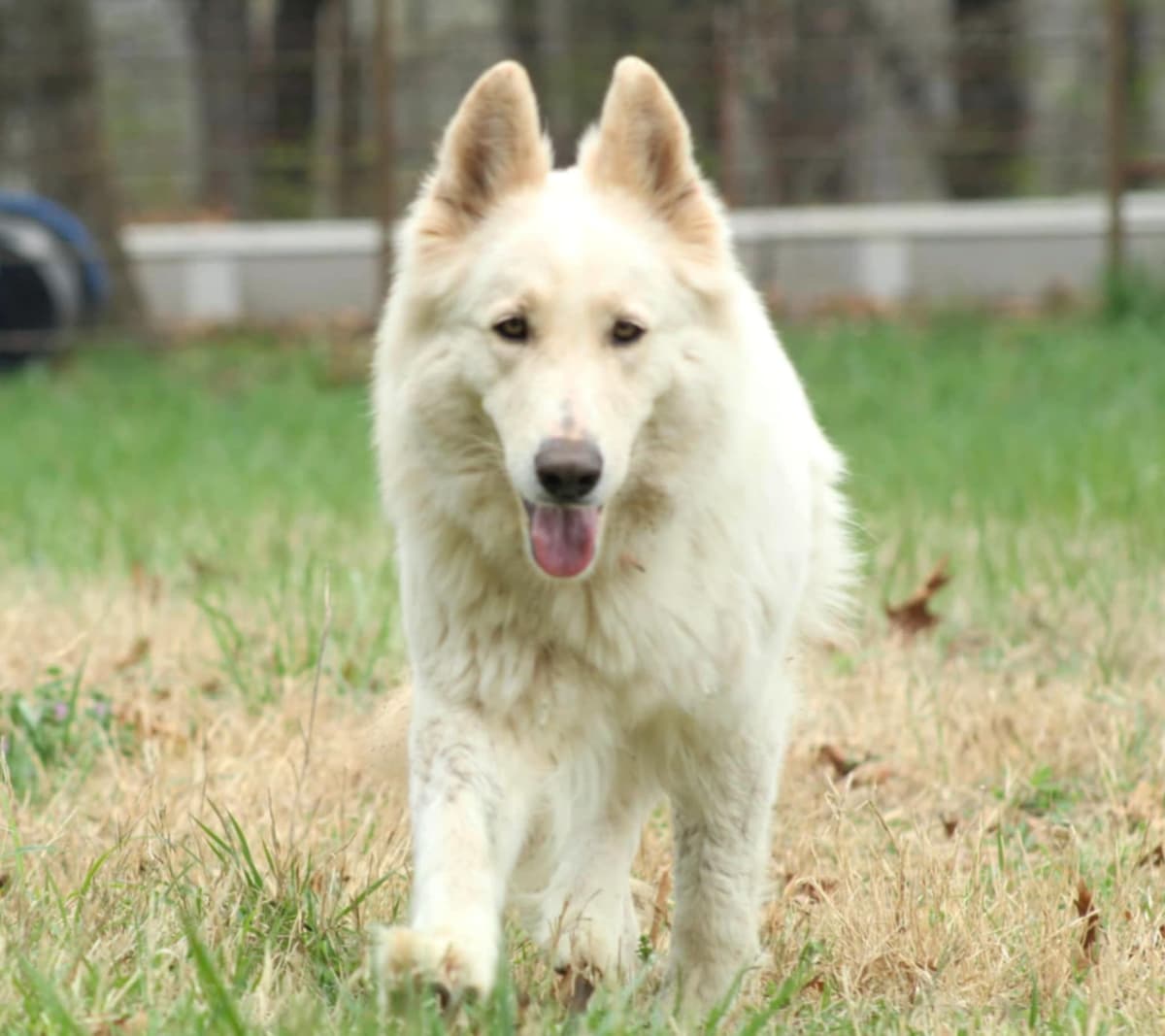 German Shepherd Dog Puppies breeder image 10