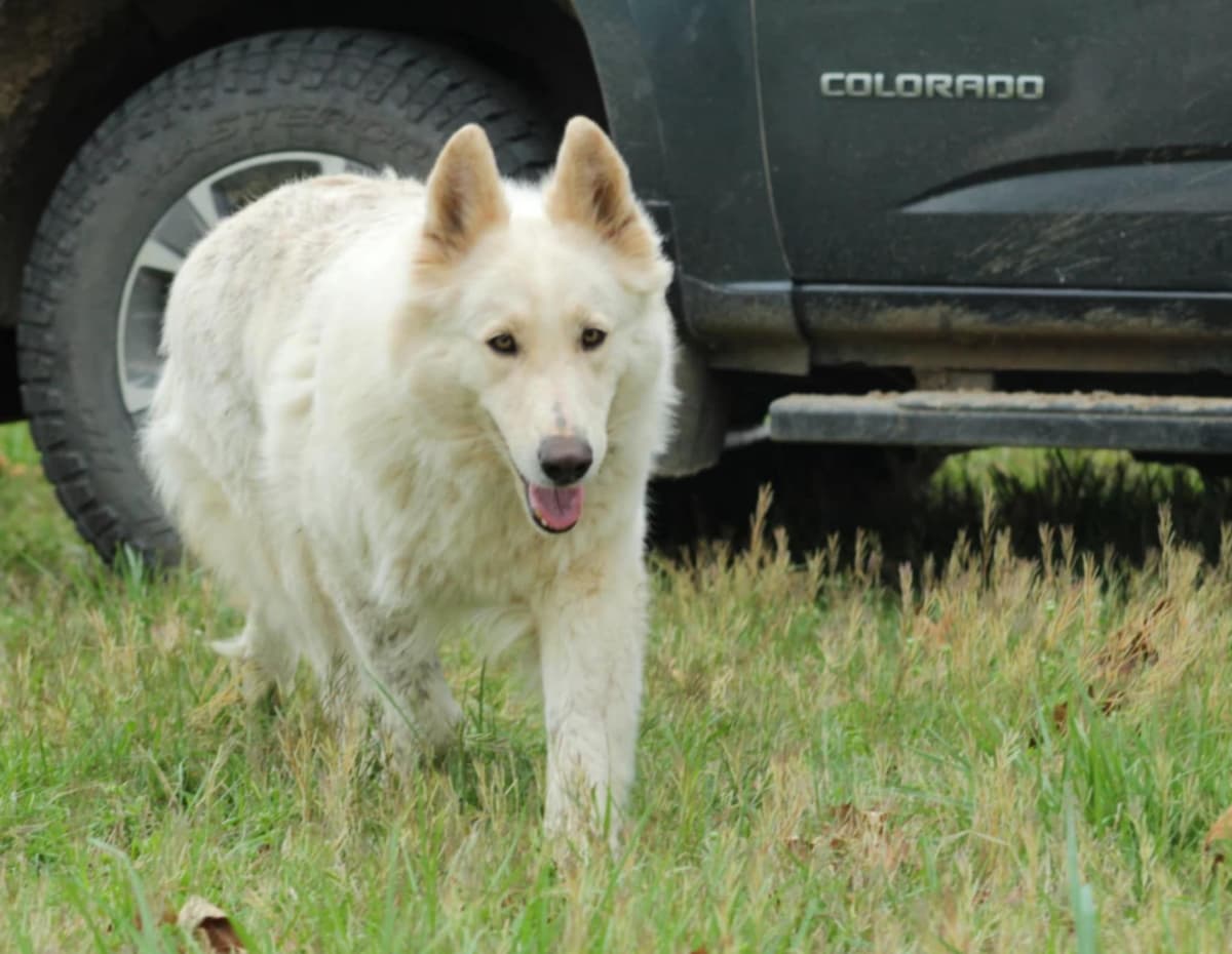 German Shepherd Dog Puppies breeder image 11