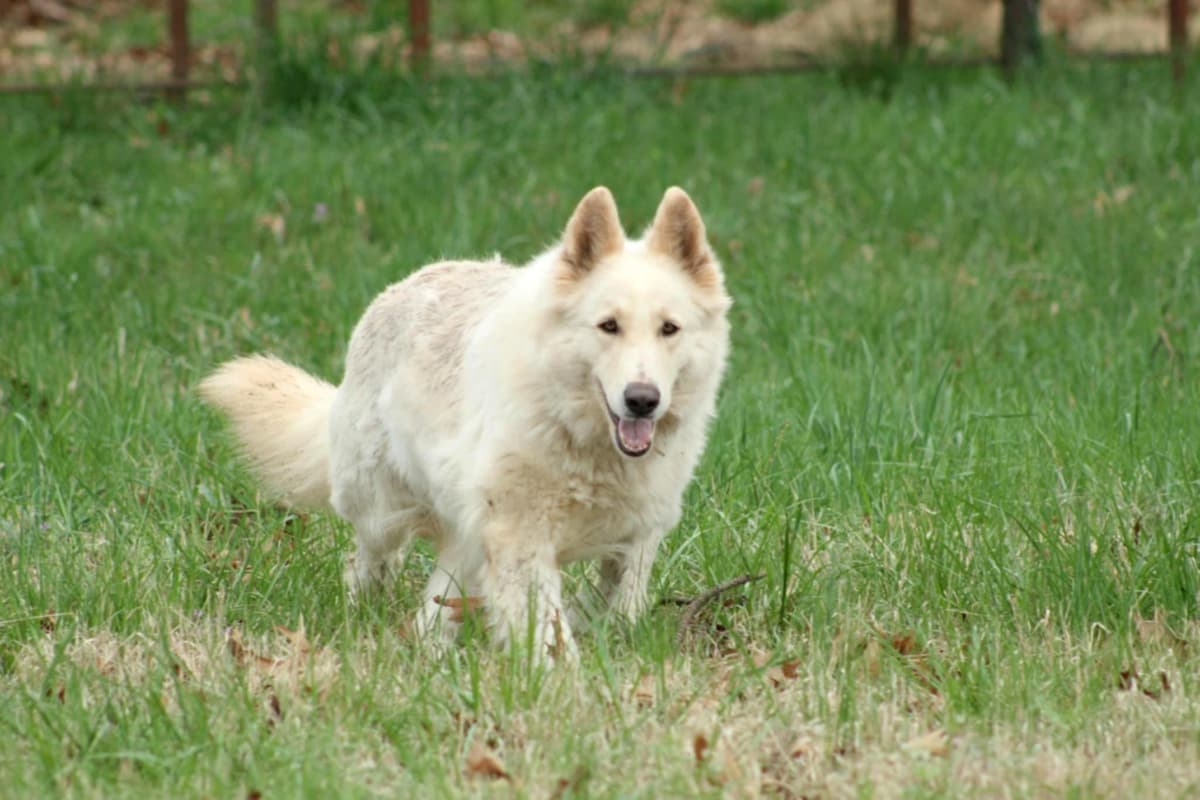 German Shepherd Dog Puppies breeder image 2