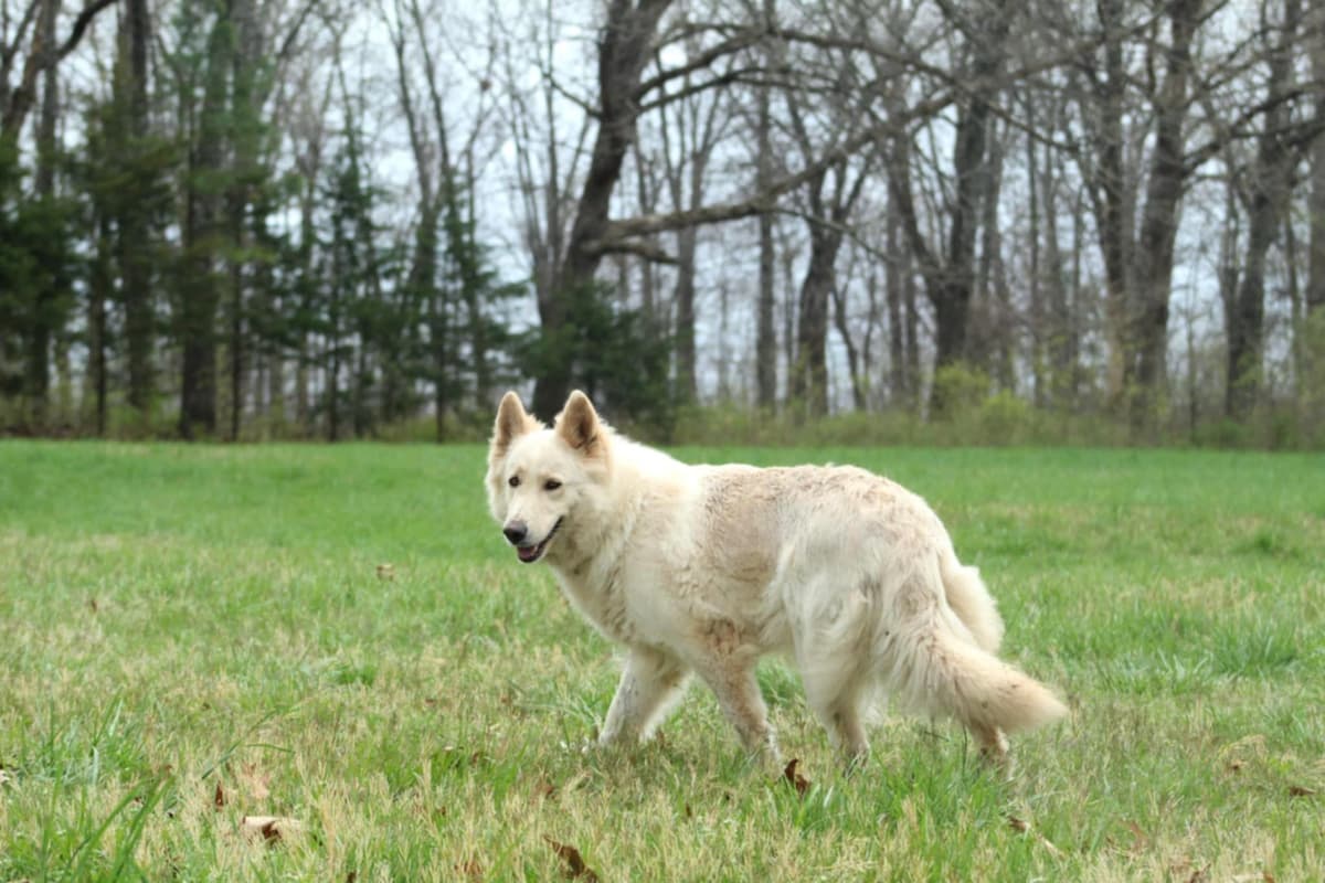 German Shepherd Dog Puppies breeder image 12